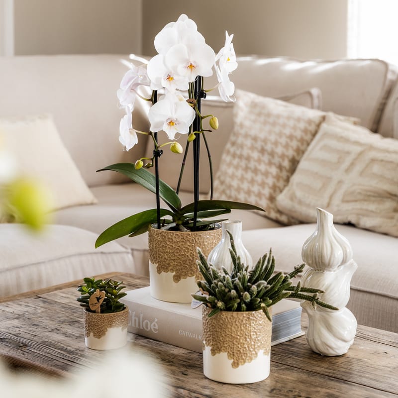 Kolibri Orchids | Bloom Sand Geschenkset | Weiße Lausanne Orchidee Ø9cm + Grünpflanze Ø6cm – inkl. Übertöpfe & weißem Tablett – frisch vom Züchter 