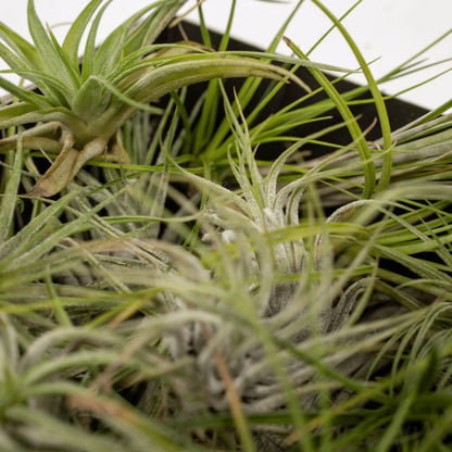 Tillandsia Air Mix – 10 Luftpflanzen – Ø6cm – ca. 6cm hoch – Pflegeleichte Tillandsien-Mischung – Für kreative Deko & helle Innenräume 