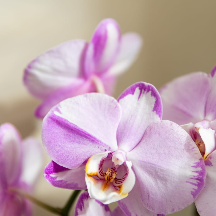 Kolibri Orchids | Rosa Niagara Falls Orchidee + Poppy Rosa Übertopf – Topfgröße Ø12 cm | Blühende Zimmerpflanze – Frisch vom Züchter 