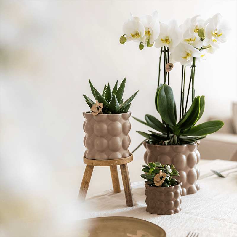 Kolibri Orchids | Pflanzenset Cotton Sand | Grüne Pflanzen mit Weißer Phalaenopsis-Orchidee Ghent in Keramischen Ziertöpfen 