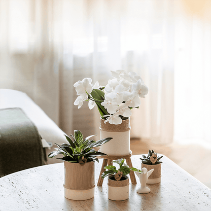 Kolibri Home | Tree Übertopf - Sand - Ø9cm 