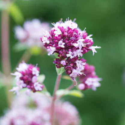 Origanum laevigatum Herrenhausen – Ø9cm – Höhe 10-25cm – Winterharter Zieroregano – Bienenfreundlich – Ansicht 31