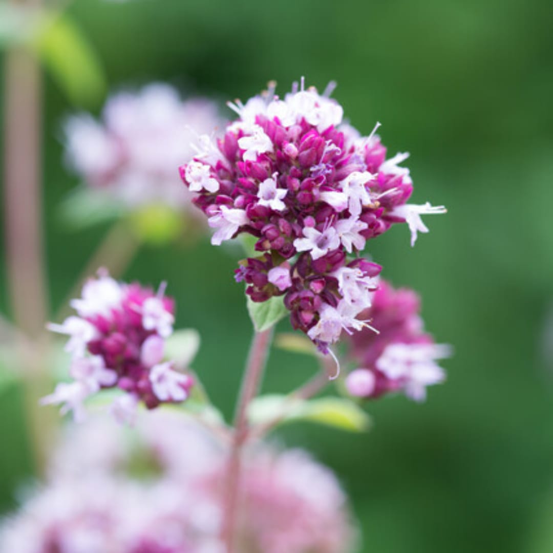 Origanum laevigatum Herrenhausen – 6 Pflanzen – Ø9cm – Höhe 10-25cm – Winterharter Zieroregano – Bienenfreundlich – Für Beet 