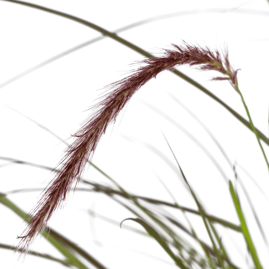 Pennisetum x advena Rubrum – Ø13 cm – 4 Pflanzen - Höhe 50–60 cm – Rotes Ziergras – Winterhart – Sonniger Standort – Dekorativer Horst für Garten & Terrasse 
