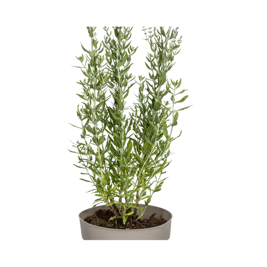 Perovskia atriplicifolia – Blauraute – Ø19cm – ↕50–60cm – Lavendelblaue Blüten – Aromatisches Ziergehölz für sonnige Beete & Steingärten 