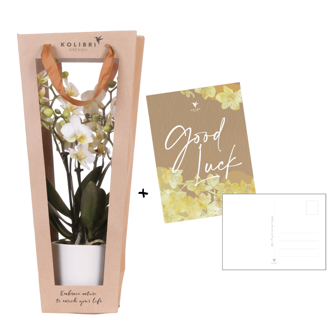 Kolibri Orchids | Pflanzengeschenk viel Glück | Lausanne-Orchidee mit Topf, Karte & Geschenktasche 