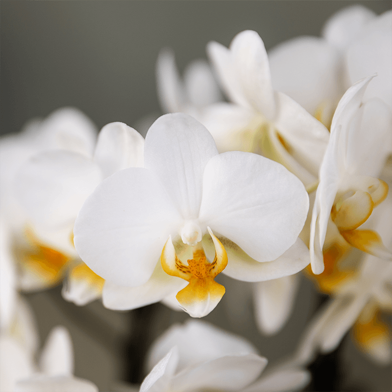 Orchideen Überraschungsbox – 2 Orchideen - 9cm - Frisch vom Züchter - Perfektes Geschenk & Pflanzen-Überraschung 