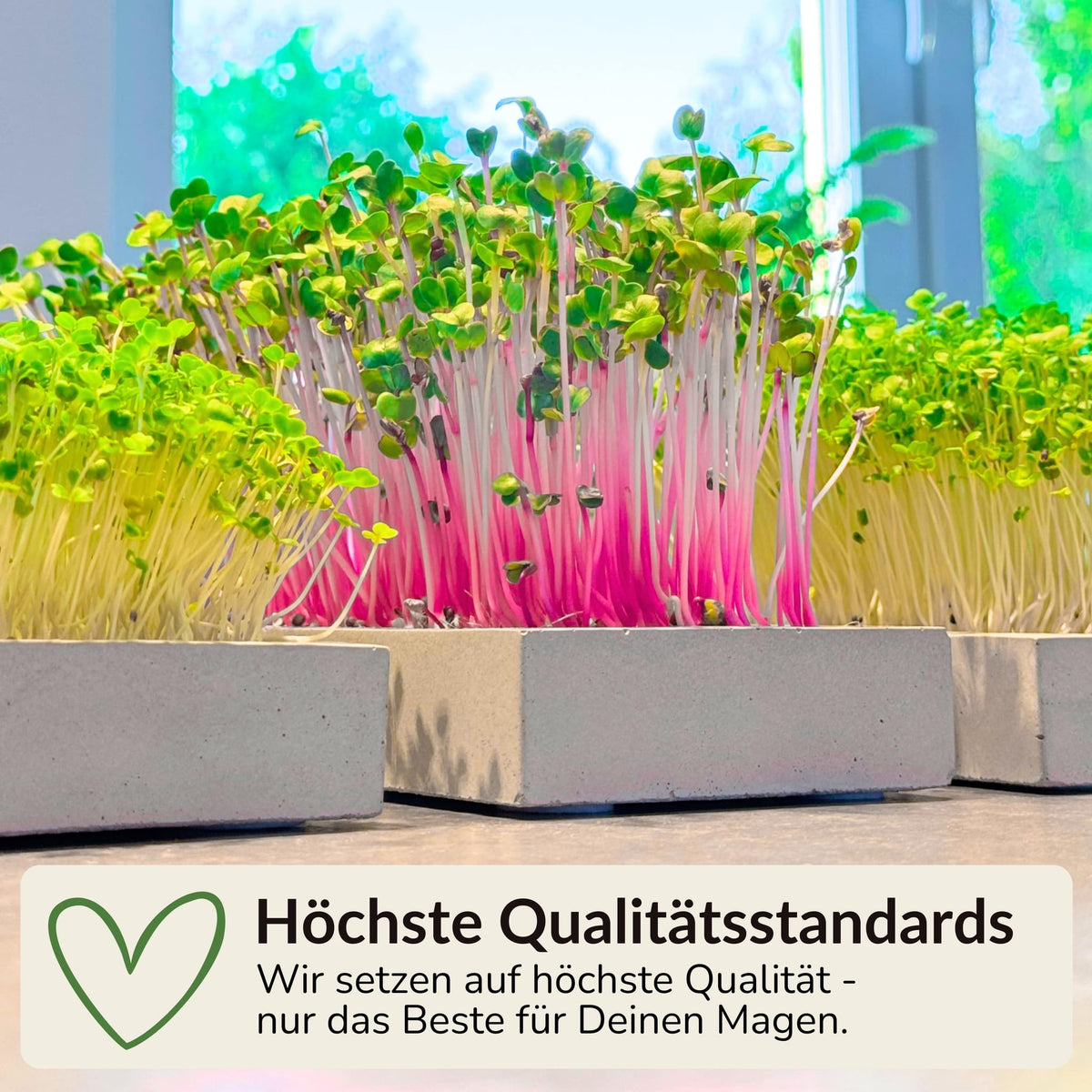 Microgreens Starter-Set 