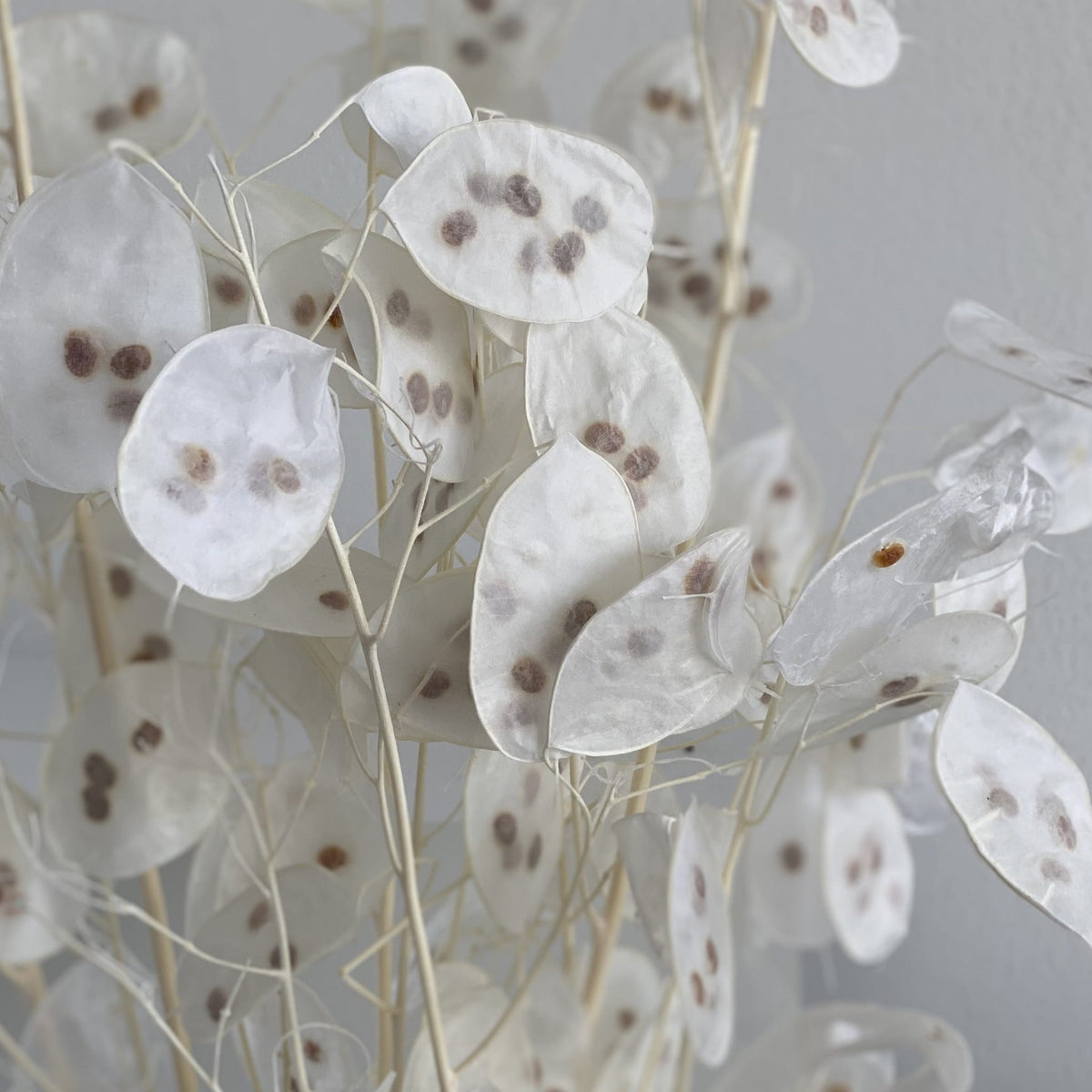 Lunaria: zartes Schimmern für Dein individuelles Trockenblumen-Arrangement 
