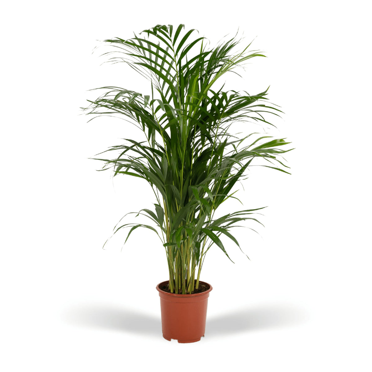 Areca-Palme - Ø17cm - ↕70cm 