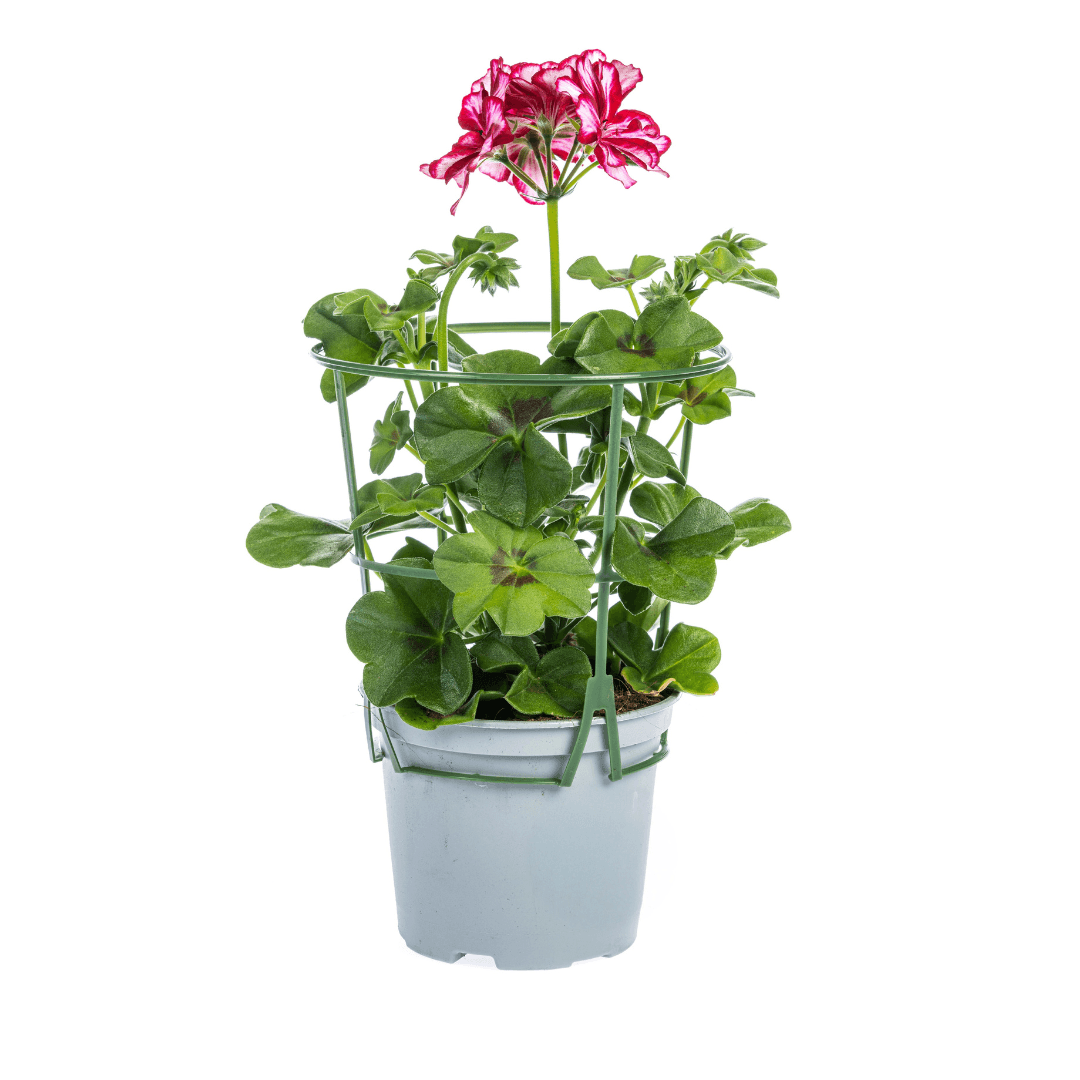 Geranie - Pelargonium peltatum Mix - Ø12 cm - ↕20 cm 