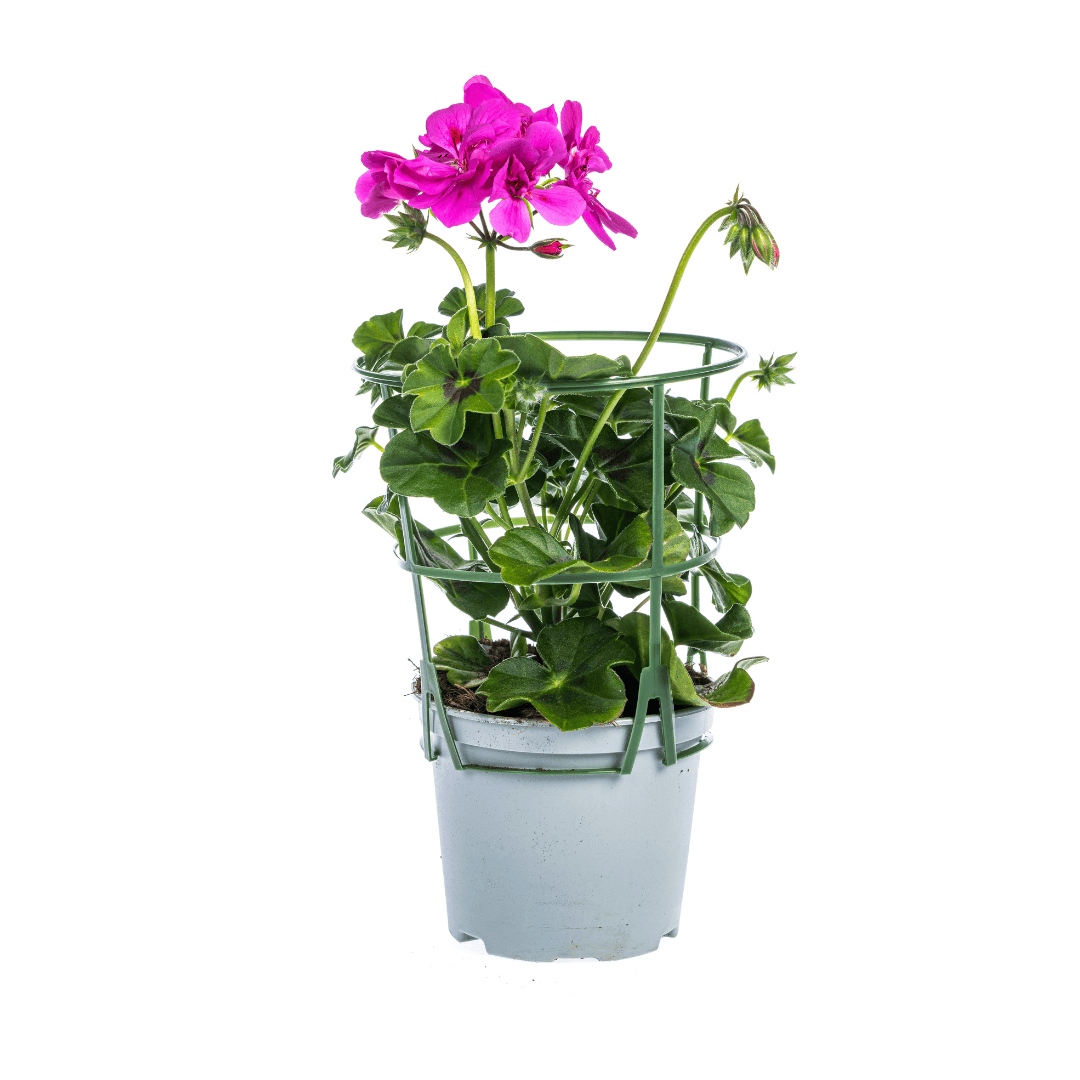 Geranie - Pelargonium peltatum Mix - Ø12 cm - ↕20 cm 