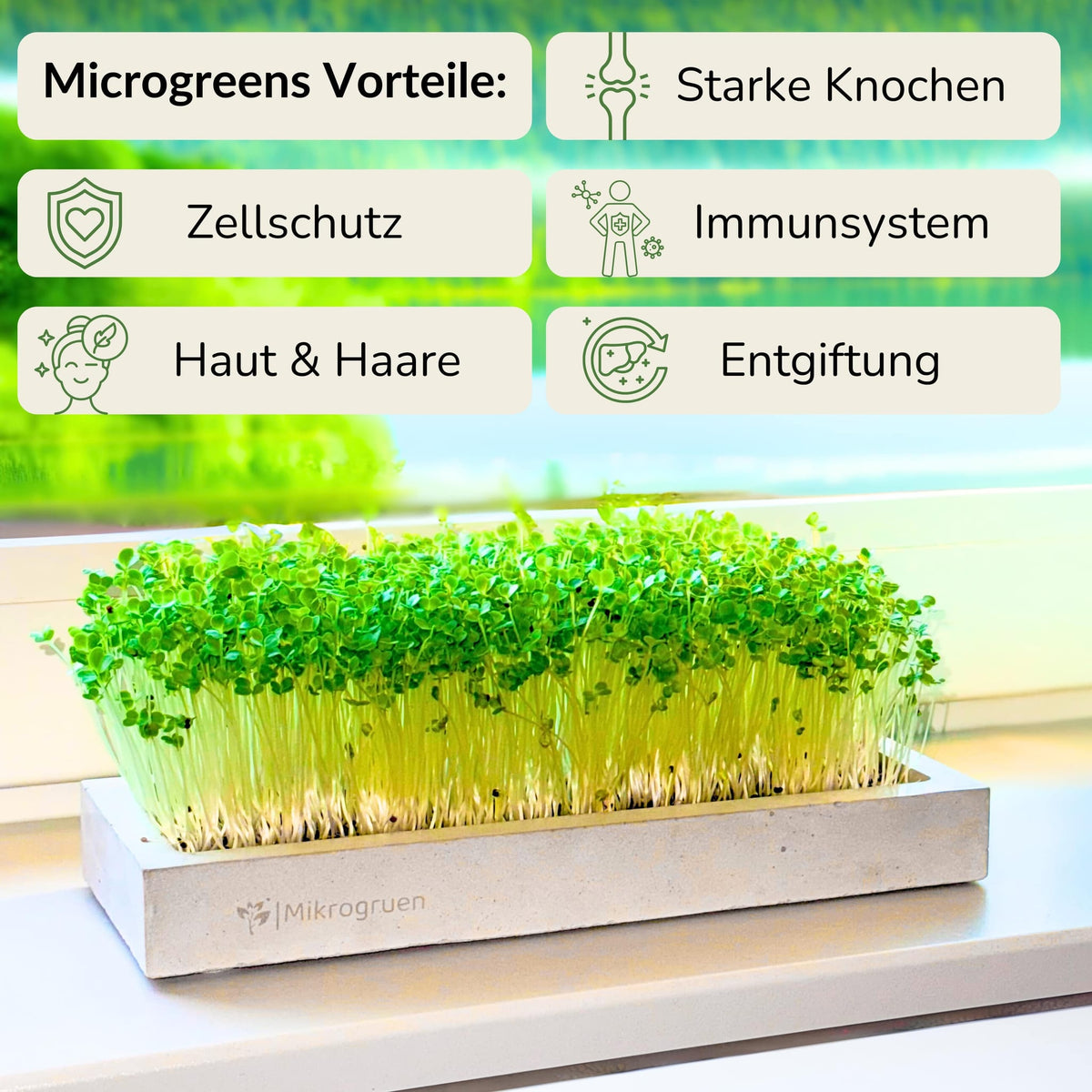 Microgreens Maxi-Set 