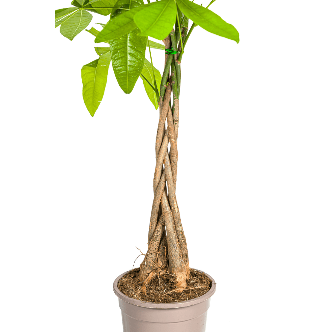 Glückskastanie Pachira Aquatica – Zimmerpflanze – Ø19cm – 70-90cm hoch – Geflochtener Stamm – Exotisch & pflegeleicht 