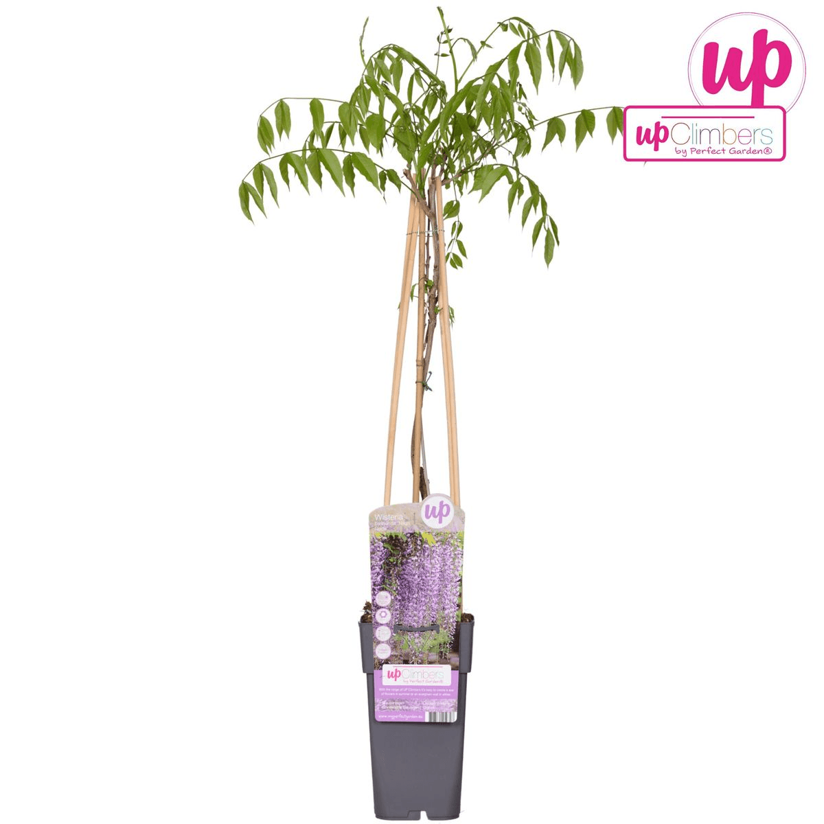 Blauregen - Wisteria floribunda 'Naga Noda' - Purpurner Regen - Ø15cm ↕65cm - Schnellwachsende Kletterpflanze mit langen, violetten Blütentrauben für Pergola, Zaun & Garten 
