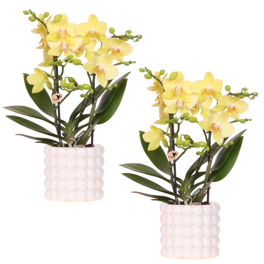 Kolibri Company | Pflanzenset Poppy White Yellow | Gelbe Albenga Orchidee inkl. 2x Poppy White Keramikübertöpfe – Topfgröße Ø9 cm 