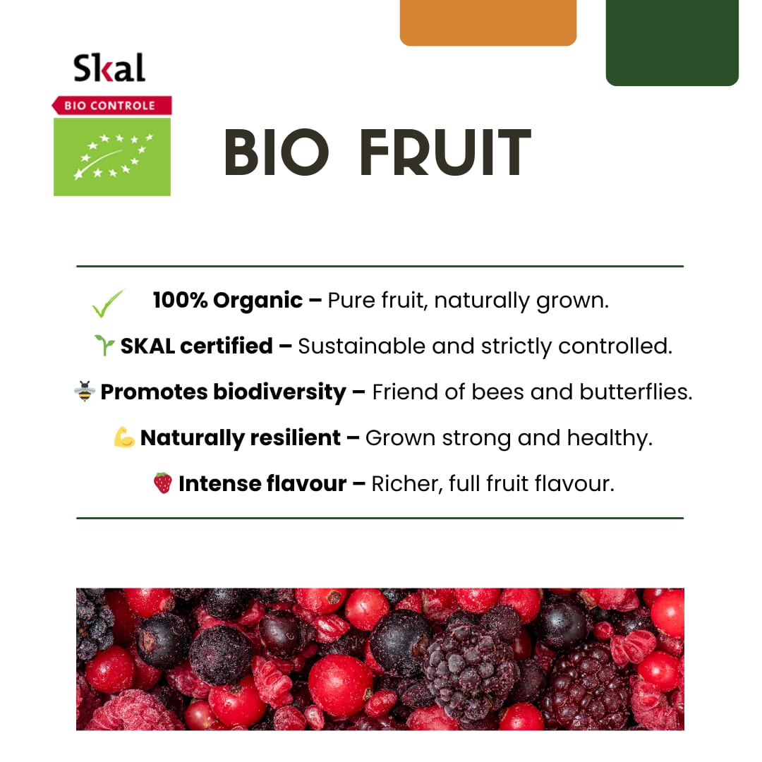 Bio Feigenbaum – Ficus carica – Ø13 cm x H20 cm – 3 Pflanzen – Selbst Früchte ziehen – Mediterranes Gartenhighlight – Frostbeständig & Pflegeleicht 