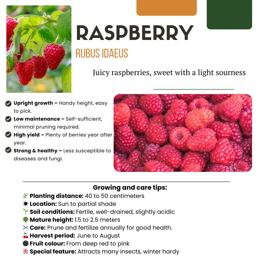 BIO Obstpflanzen – 3 Pflanzen – Himbeere, Blaubeere, Brombeere – 13cm – 20-25cm – Gesund & Lecker – Für Garten, Balkon & Terrasse 
