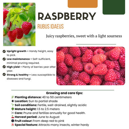 Rubus idaeus – Bio-Himbeere – Ø13cm – ↕20cm – 3 Pflanzen – Biologische Himbeerpflanzen – Für Garten, Balkon & Terrasse 