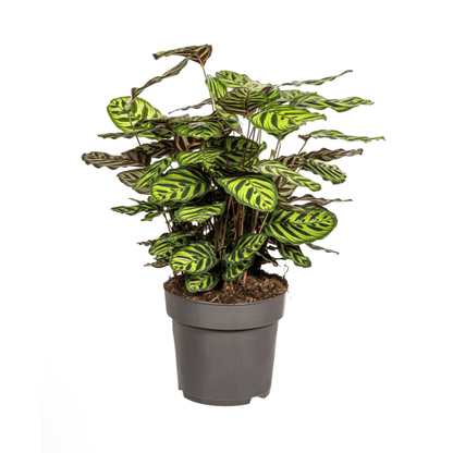 Calathea Makoyana – Pfauenpflanze – Große Zimmerpflanze Ø27 cm – 60-80 cm hoch – Ovale Blätter mit auffälligem Muster – Indirektes Licht – Pflegeleicht & Luftverbessernd 