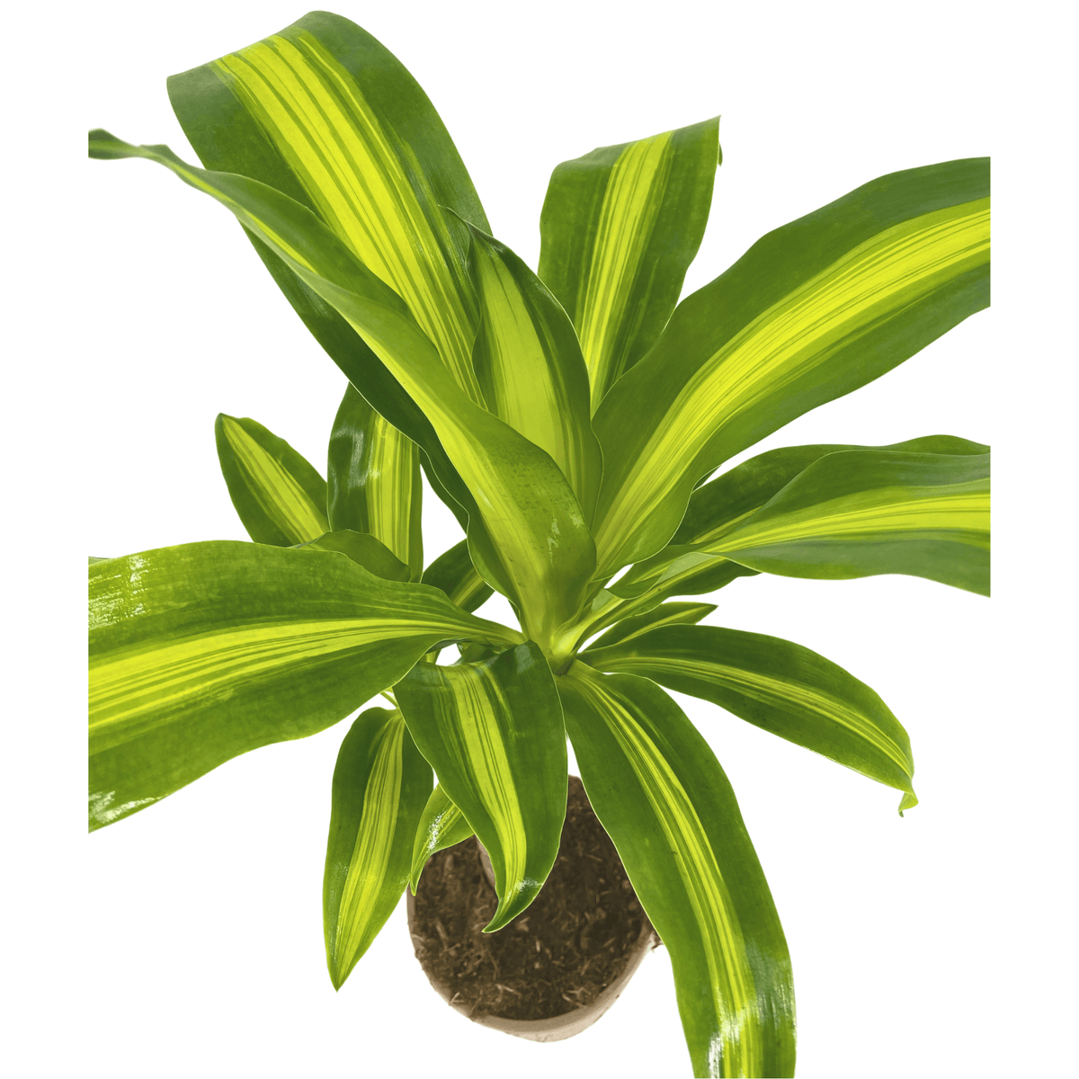 Dracaena Fragrans Massangeana Ø17cm - ↕60 - 80cm 