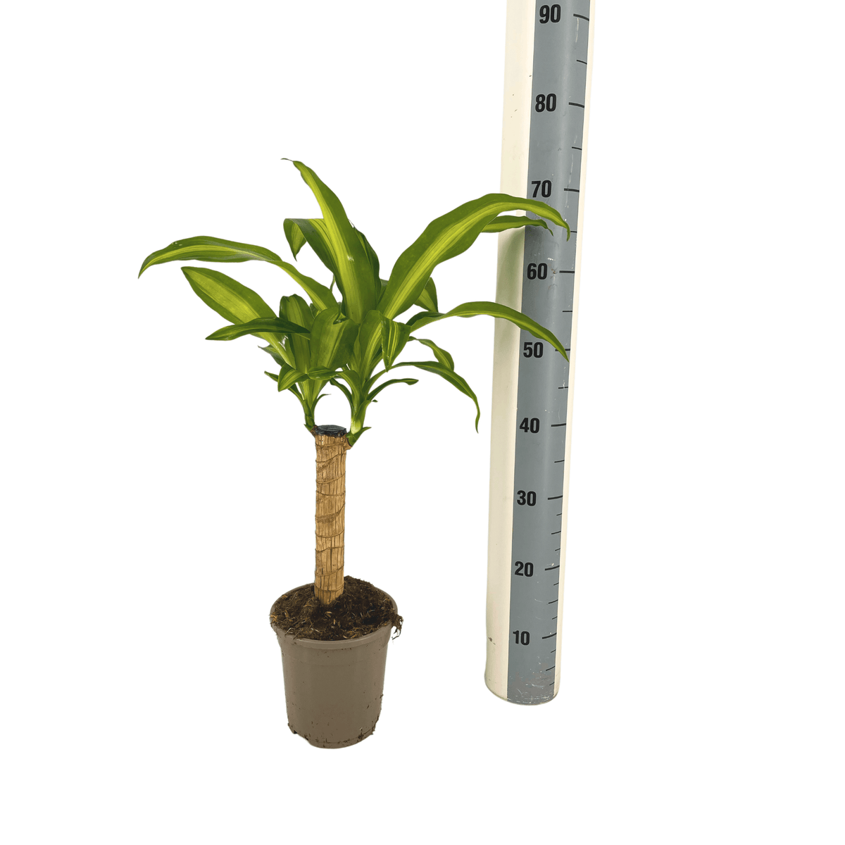 Dracaena Fragrans Massangeana Ø17cm - ↕60 - 80cm 