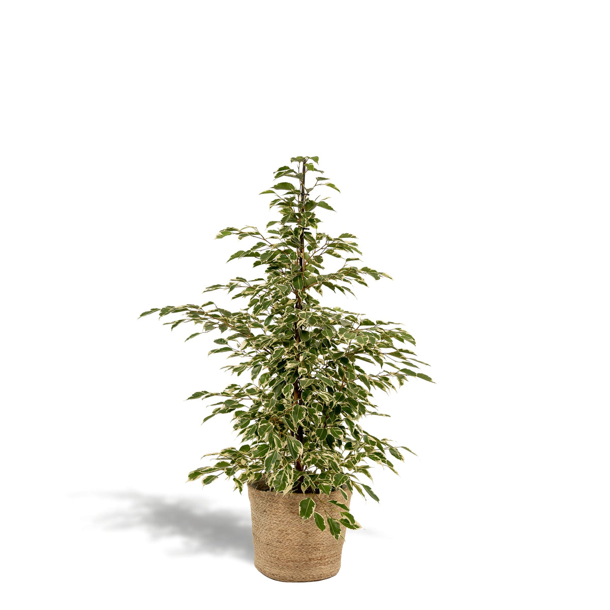 Ficus benjamina Twilight - Ø21cm - ↕95cm + Korb Selin 