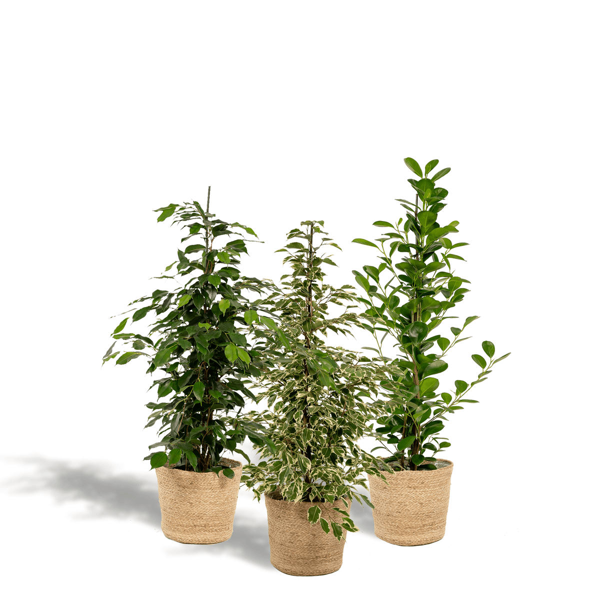 Ficus Benjamina Danielle - Ø21cm - ↕95cm + Ficus Benjamina Twilight - Ø21cm - ↕95cm + Ficus Microcarpa Moclame - Ø21cm - ↕95cm + Korb Selin 