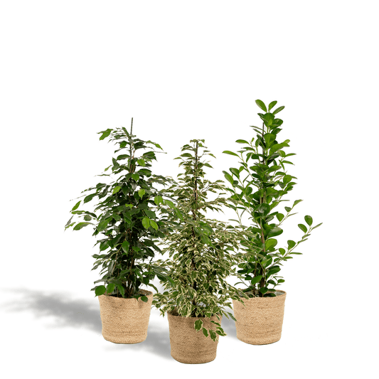 Ficus Benjamina Danielle - Ø21cm - ↕95cm + Ficus Benjamina Twilight - Ø21cm - ↕95cm + Ficus Microcarpa Moclame - Ø21cm - ↕95cm + Korb Selin 