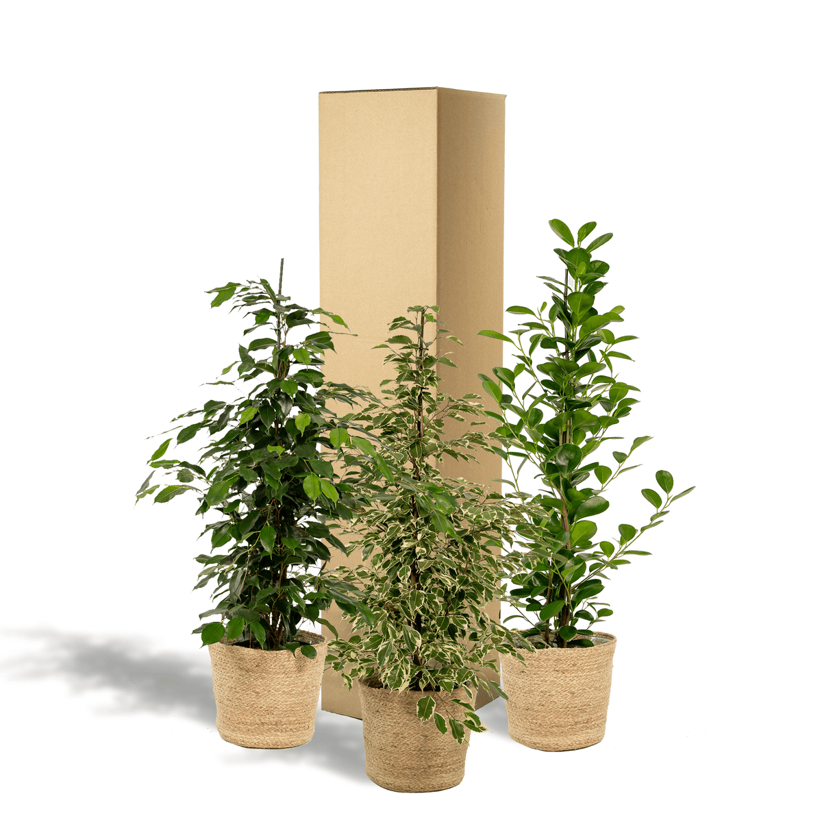 Ficus Benjamina Danielle - Ø21cm - ↕95cm + Ficus Benjamina Twilight - Ø21cm - ↕95cm + Ficus Microcarpa Moclame - Ø21cm - ↕95cm + Korb Selin 