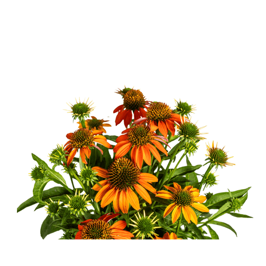 Echinacea purpurea Orange – Sonnenhut mit orangefarbenen Blüten – Ø 19 cm – Höhe 60–70 cm – Staudenpflanze – Für Beet & naturnahe Gärten – Sonniger Standort – Pflegeleicht 