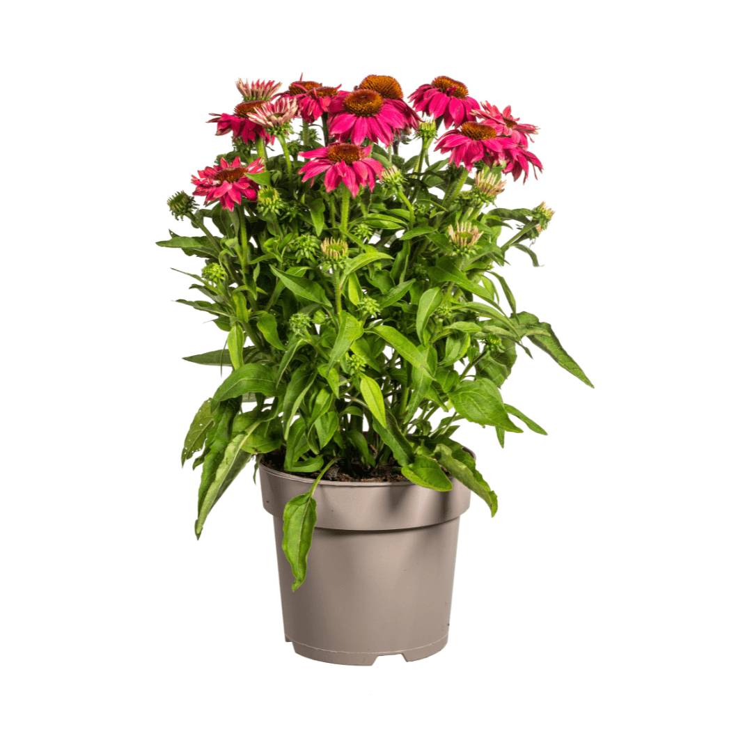 Echinacea purpurea Purple – Sonnenhut mit violetten Blüten – Ø 19 cm Topf – Höhe 60-70 cm – Staudenpflanze – Für Beet & Staudenrabatten – Sonniger Standort – Pflegeleicht 