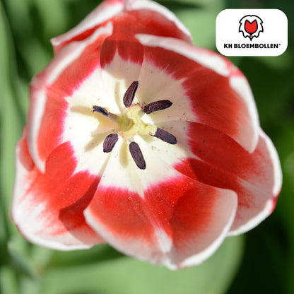 Tulpenzwiebeln Candy Apple Delight – 20 Blumenzwiebeln – Rot-weiße Tulpen – Frühlingstulpen für Garten & Topf – Frisch vom Züchter 