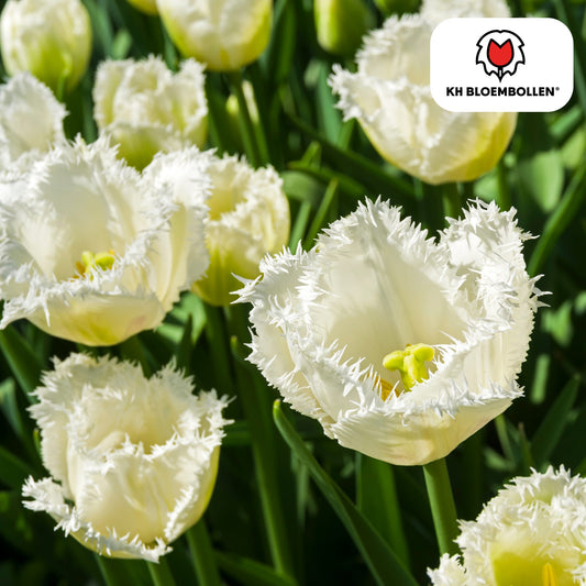 Tulpenzwiebeln Honeymoon – 20 Blumenzwiebeln – Weiße Tulpe mit gezacktem Rand – Elegant & Einzigartig – Für Garten & Topf – Frisch vom Züchter 