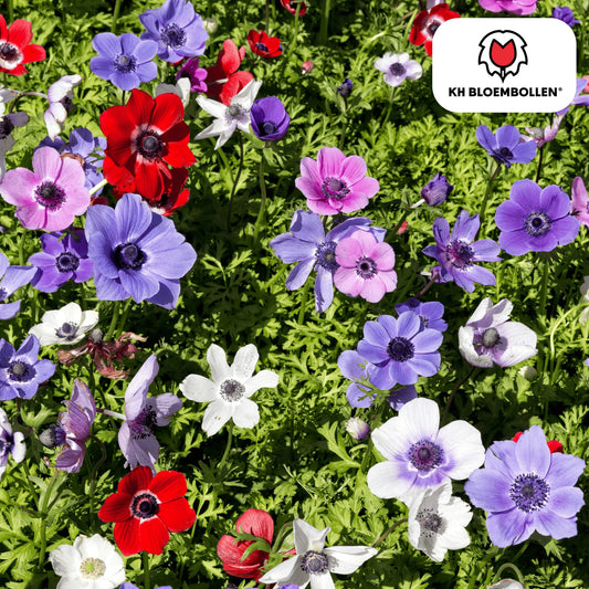 Anemone coronaria – 30 Blumenzwiebeln – Leuchtende Anemonen für Beete, Töpfe & Schnittblumen – Frühjahrsblüher 