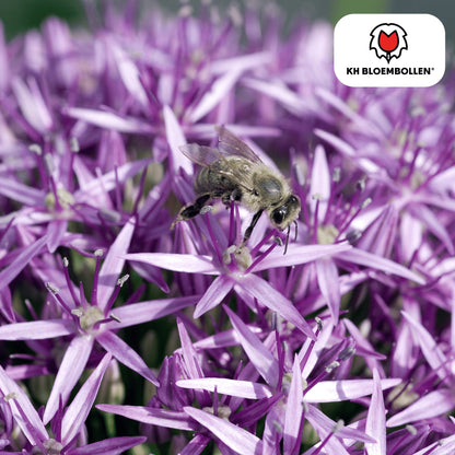 Allium 'Globemaster' – Zierlauch – violette Blütenkugeln – 5 Blumenzwiebeln – ↕80-100cm – bienenfreundliche Sommerblüher 