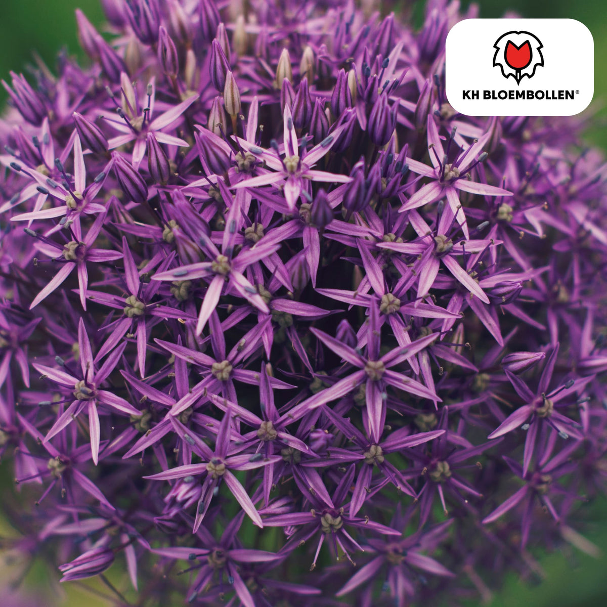 Allium 'Globemaster' – Zierlauch – violette Blütenkugeln – 5 Blumenzwiebeln – ↕80-100cm – bienenfreundliche Sommerblüher 