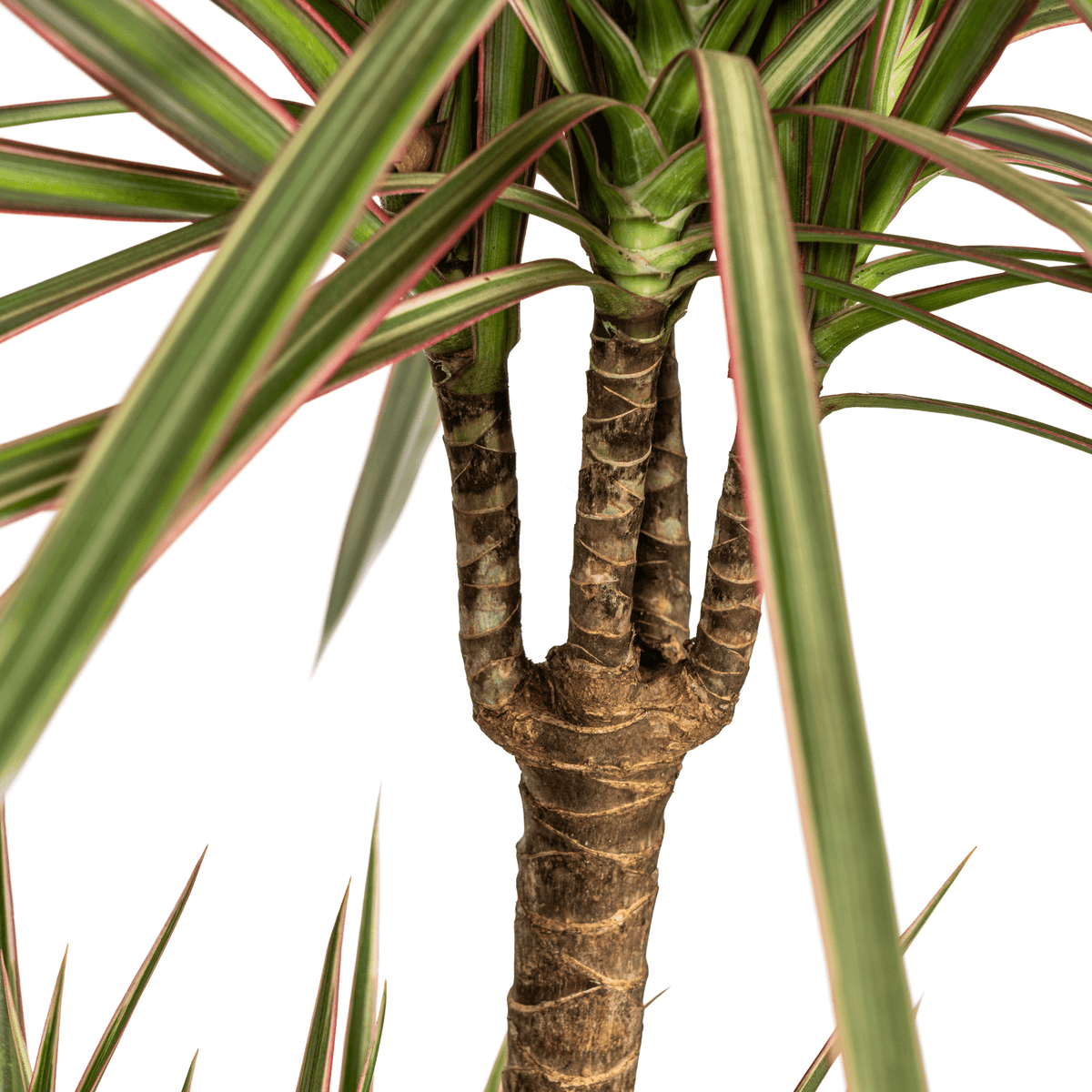Dracaena Marginata Bicolor mit Korb Ø21cm - ↕110 - 130cm 