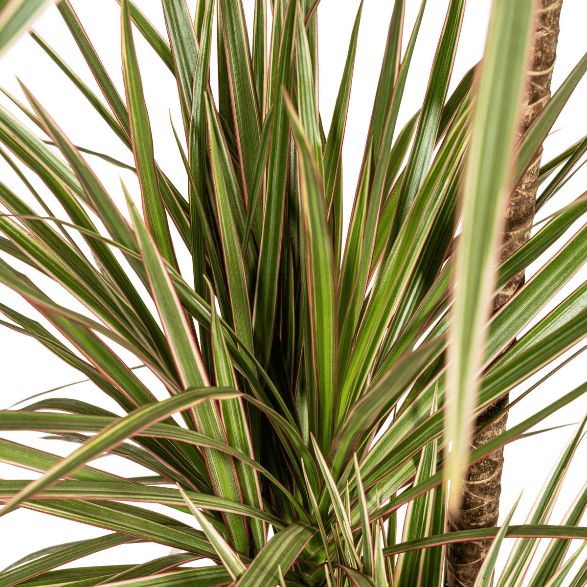 Dracaena Marginata Bicolor mit Korb Ø21cm - ↕110 - 130cm 