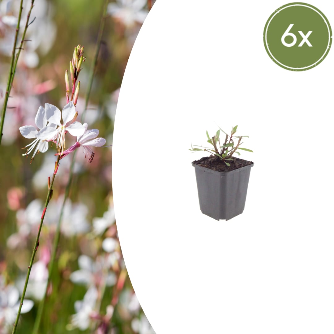 Gaura lindheimeri Whirling Butterflies – Ø9cm – Höhe 10-25cm – Prachtkerze – Reinweiße Blüten – Ansicht 3