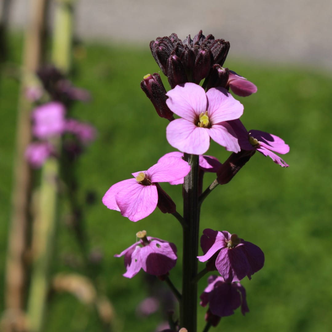 Erysimum Bowles Mauve – Goldlack Staude – 10-25cm – Ø9cm – Langblühende Gartenpflanze für Sonne – Ansicht 2