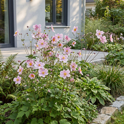 Herbst-Anemone 'Kön. Charlotte' – Rosa – Topf Ø11cm – Ansicht 6