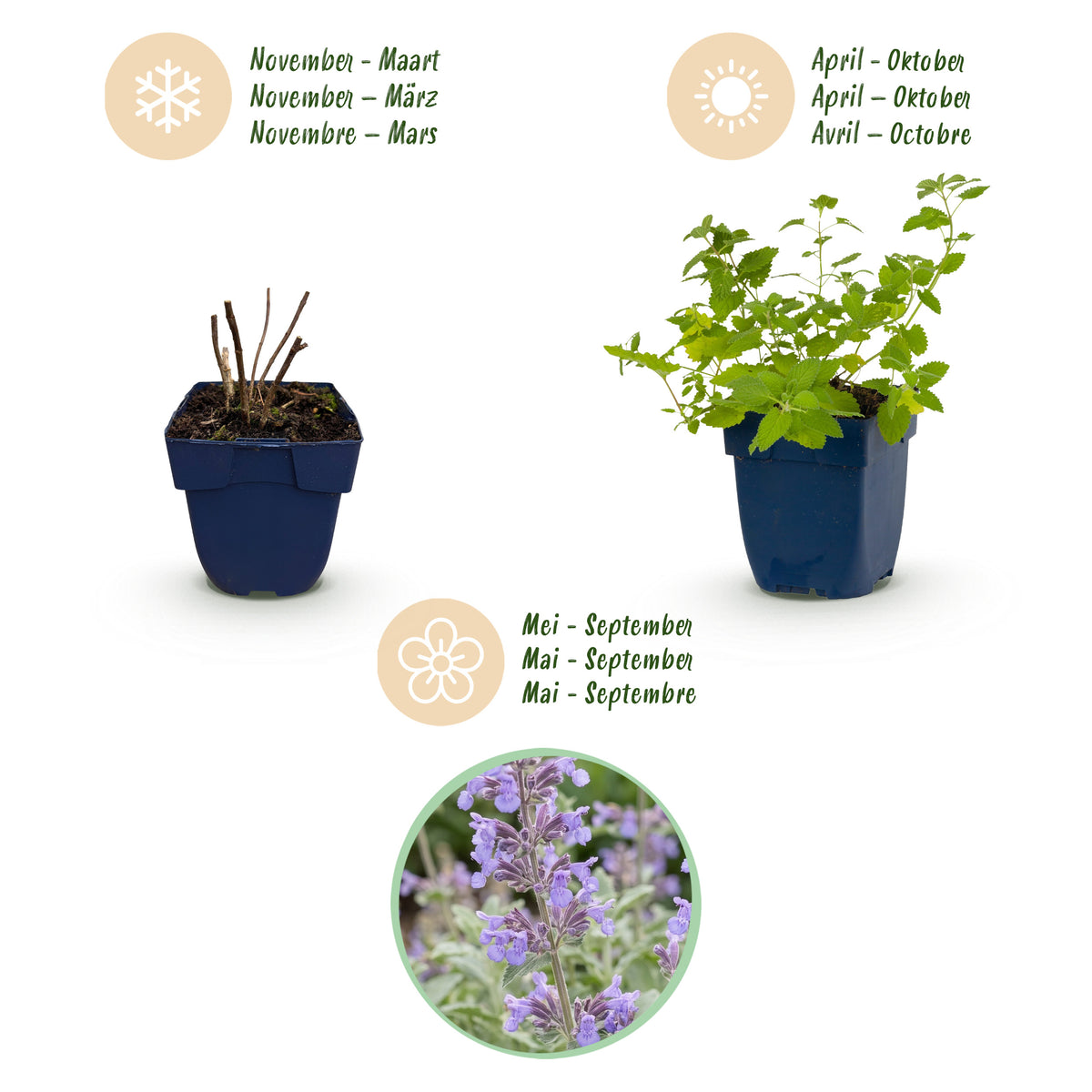 Katzenminze 'Nepeta faassenii' – Lila – Topf Ø11cm – Ansicht 4
