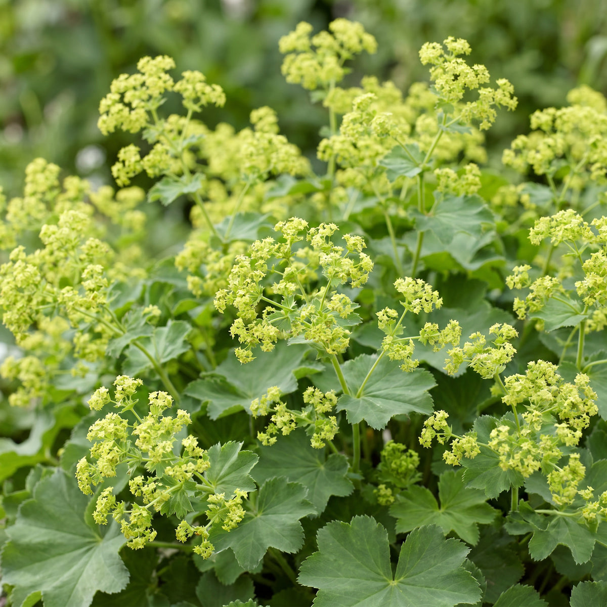 Frauenmantel (Alchemilla mollis) – Gelb – Topf Ø11cm – Ansicht 6