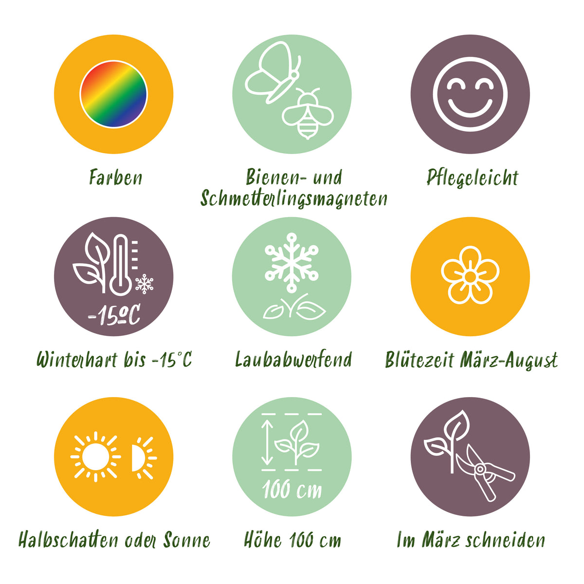 Stauden-Beetpaket für Bienen & Schmetterlinge – Topf Ø11cm – Ansicht 8