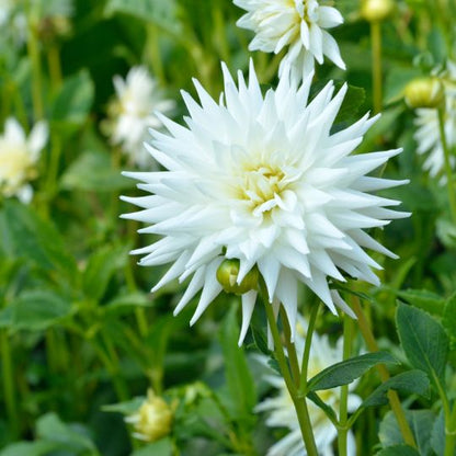 Dahlie 'Playa Blanca' – Kaktusförmig – 12 Knollen – Ansicht 4
