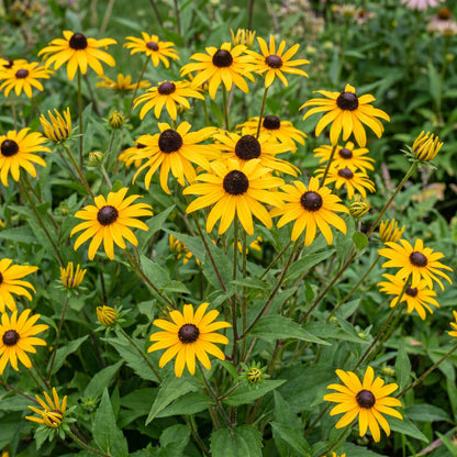 Sonnenhut 'Goldsturm' – Rudbeckia fulgida – Gelb – Topf Ø11cm – Ansicht 6