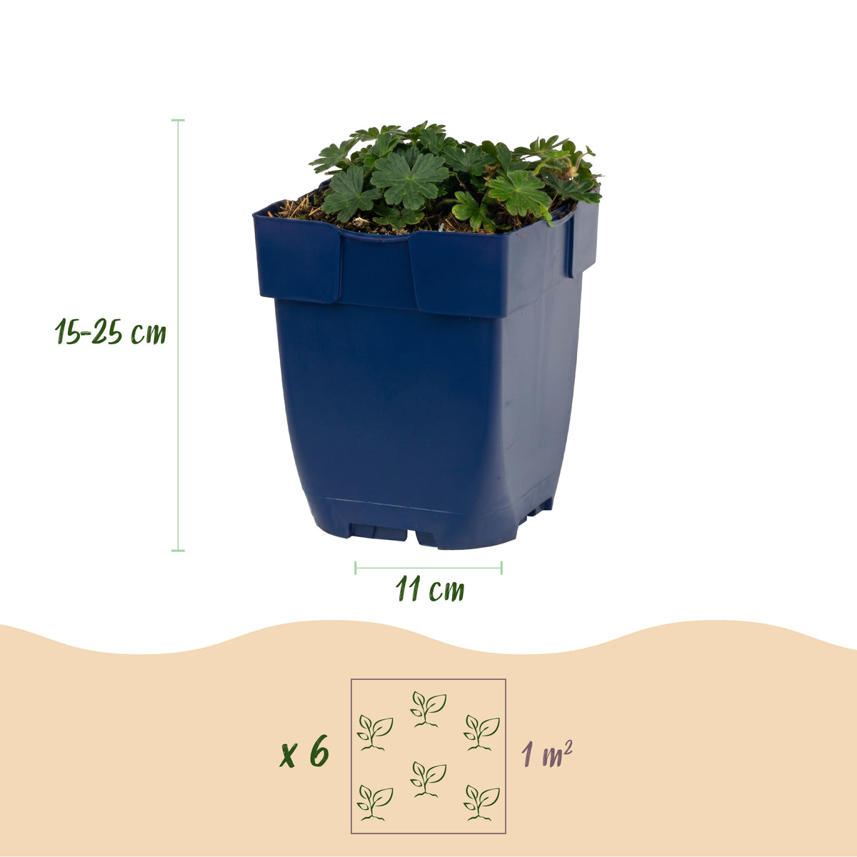 Storchschnabel 'Max Frei' – Rosa – Topf Ø11cm – Ansicht 3