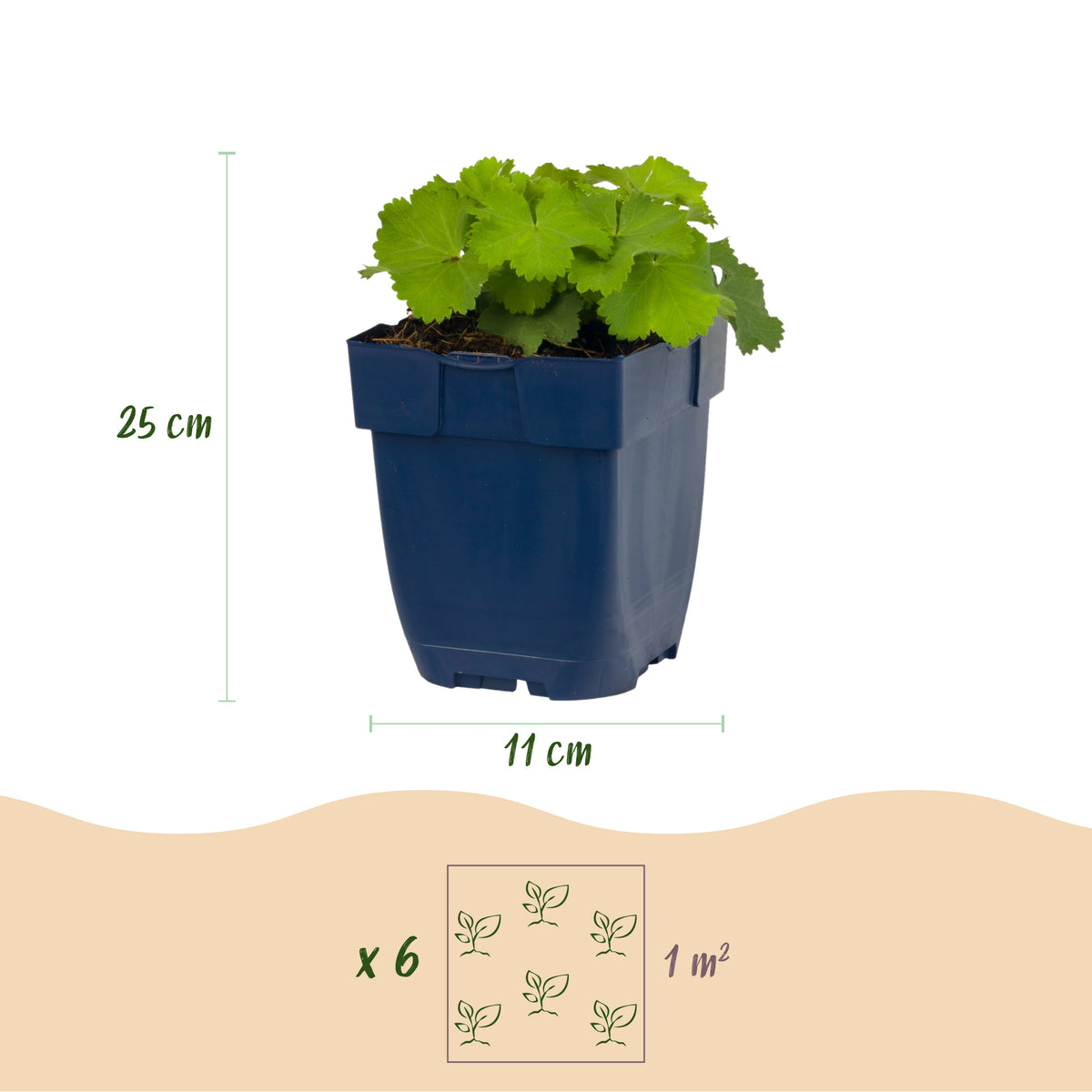 Frauenmantel (Alchemilla mollis) – Gelb – Topf Ø11cm – Ansicht 3