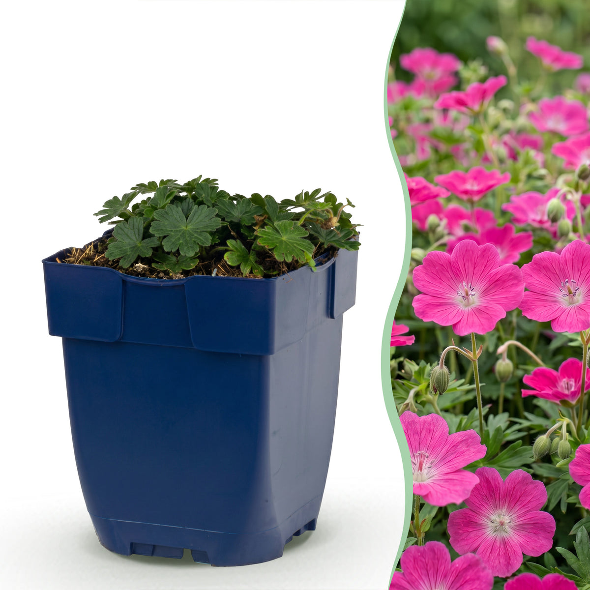 Storchschnabel 'Max Frei' – Rosa – Topf Ø11cm – Ansicht 2